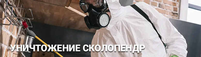 Уничтожение сколопендр быстро